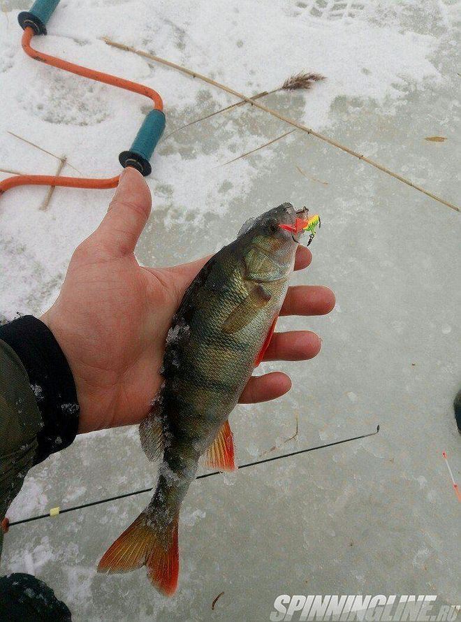 Изображение 1 : Зимняя рыбалка в Ладожских дебрях!